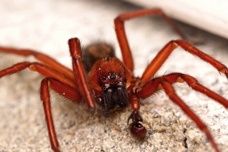 Spiders