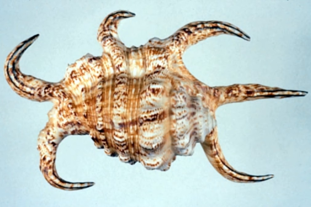 image of Shell