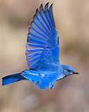image of Bluebird