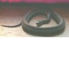 image of A Snake Called Phatlington