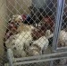 No Kill Shelter Debate