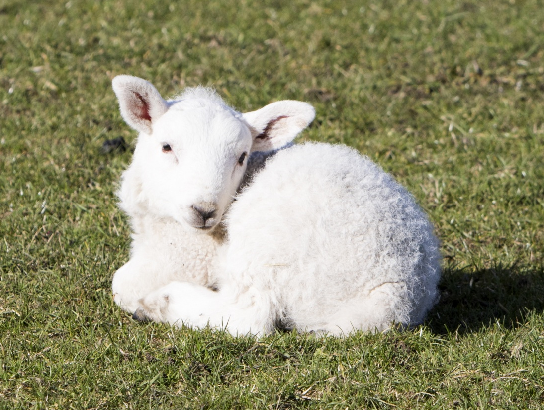 image of Buddha and the Limping Lamb