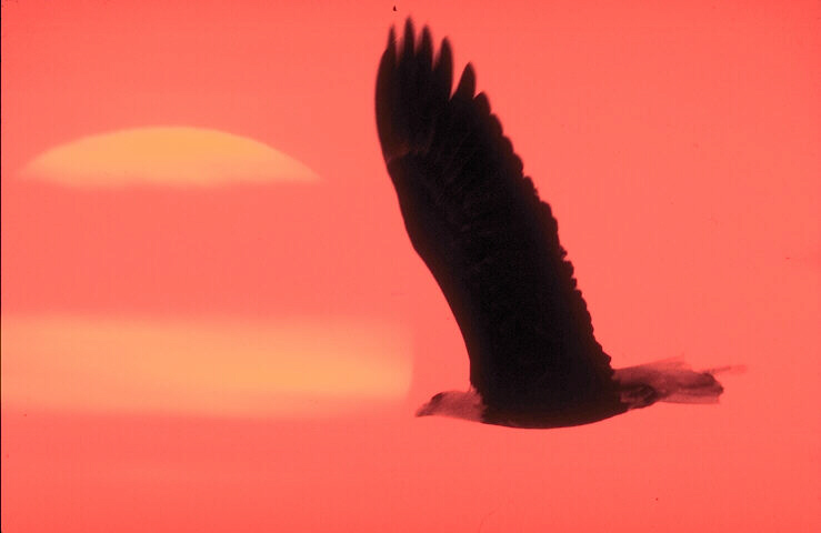 image of Pradbird