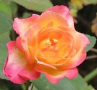 y-rosebush2.jpg
