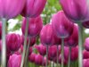 image of Rosalind and the Purple Tulip