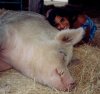 image of Animal Rights and Wrongs